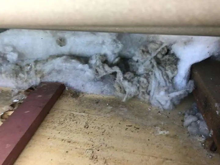 A rat nest matted into chewed white polyester batt insulation under a roof eave — Ashgrove, 2017